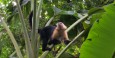 White-faced capuchin