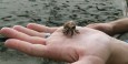 Mike's hermit crab