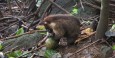 White-nosed coati having a coconut for lunch