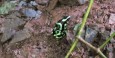 Matapalo Waterfall Hike - poisonous dart frog 