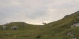 Slieve League - wandering sheep