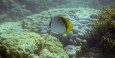 Great Barrier Reef - Michaelmas Cay