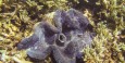 Great Barrier Reef - Michaelmas Cay - Giant clams