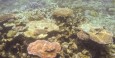 Great Barrier Reef - Hastings Reef