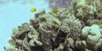 Great Barrier Reef - Hastings Reef
