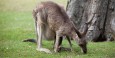 Mama kangaroo with its baby inside its pouch