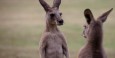 Kangaroo quarrel