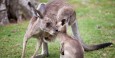 Baby kangaroo came out of its pouch