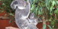 Baby koala with its mother