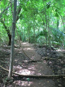 Jungle Path