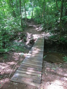 Jungle Bridge