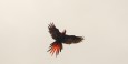Gorgeous scarlet macaws