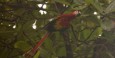 Gorgeous scarlet macaws 