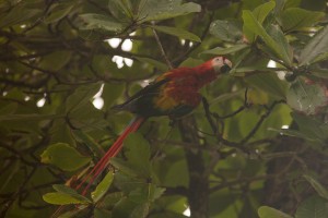 Gorgeous scarlet macaws 