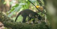 White-nosed coati