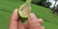 A almond shell that a scarlet macaw dropped from the tree!