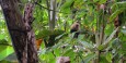 White-faced capuchin