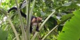 White-faced capuchin