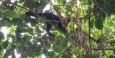 White-faced capuchin