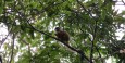 Central American squirrel monkey