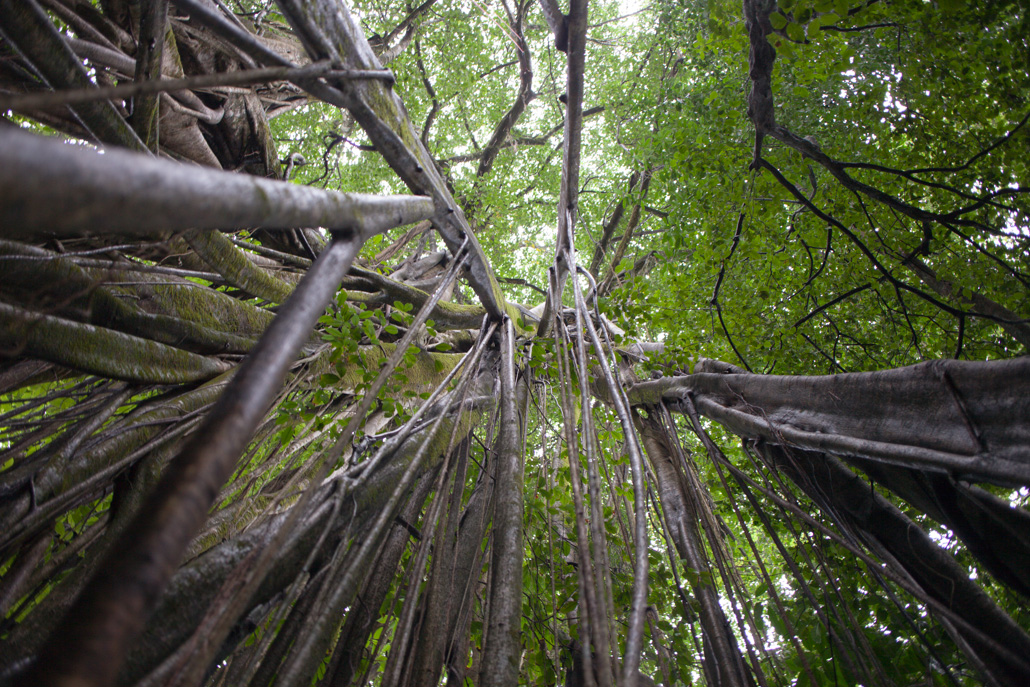 Osa Peninsula, Costa Rica