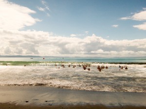 Swimmers running into the water at the start of the 5k swim race