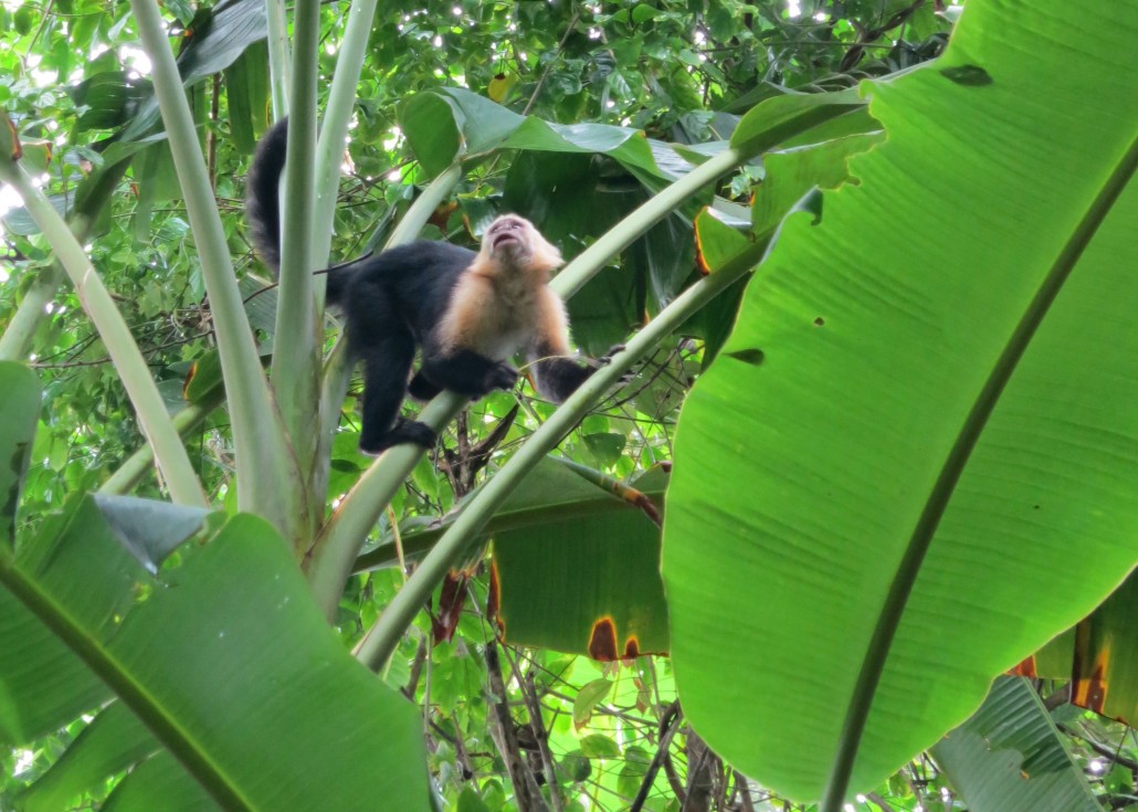 Parque Nacional Corcovado, Costa Rica