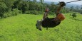 Zip-lining near La Fortuna