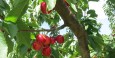 Seville Hill Winery cherry trees