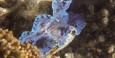 Great Barrier Reef - Michaelmas Cay  - Giant clams 