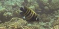 Great Barrier Reef - Michaelmas Cay