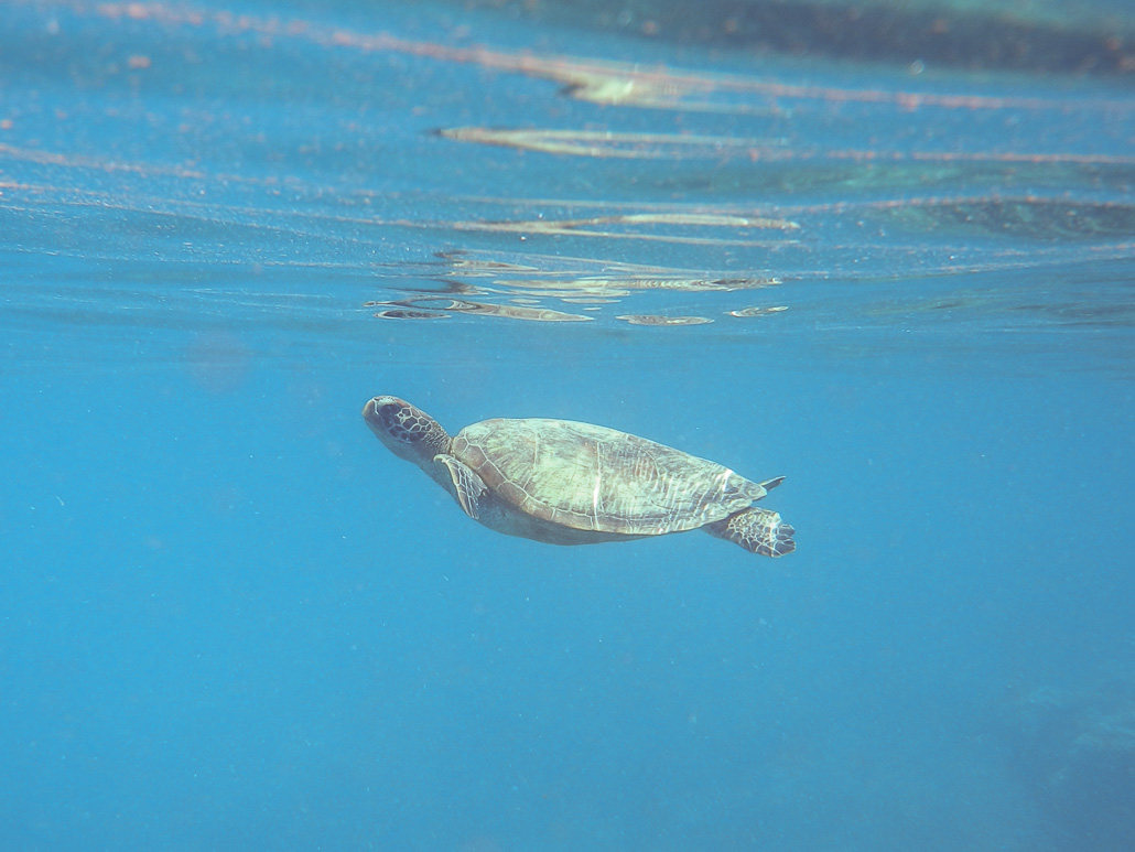 The Great Barrier Reef