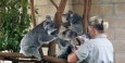 Giving the older koalas their medicine