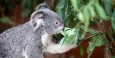 Koalas primarily eat eucalyptus tree leaves