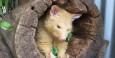 Golden bushtail possum munching on some kale