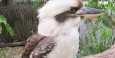 Laughing Kookaburra bird