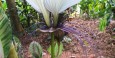 Cairns Botanical Gardens