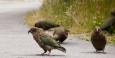 Kea parrots